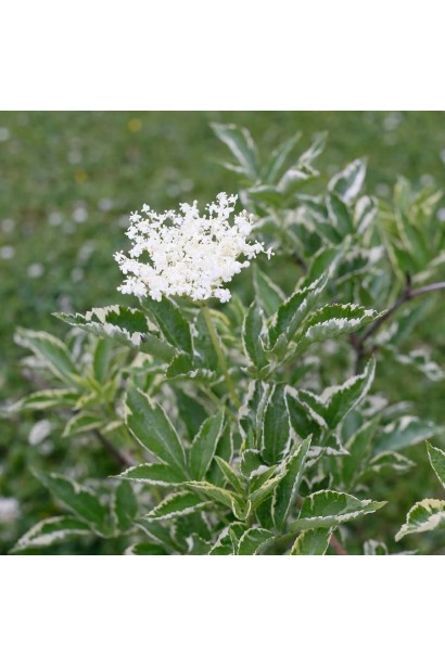 Бузина чорна Albovariegata